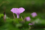 牵牛花