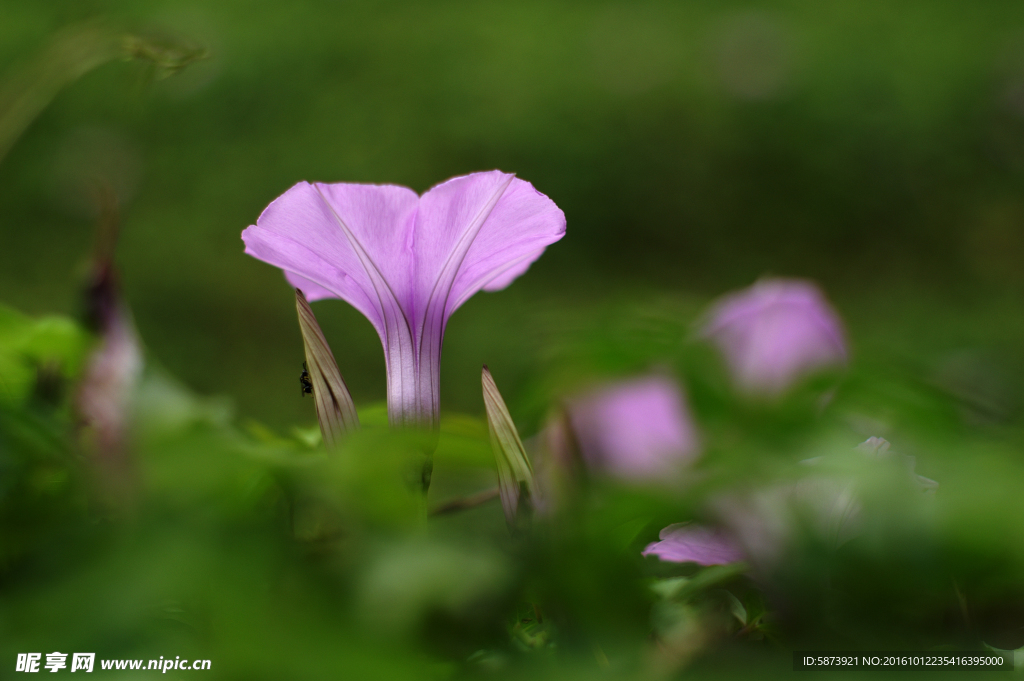 牵牛花