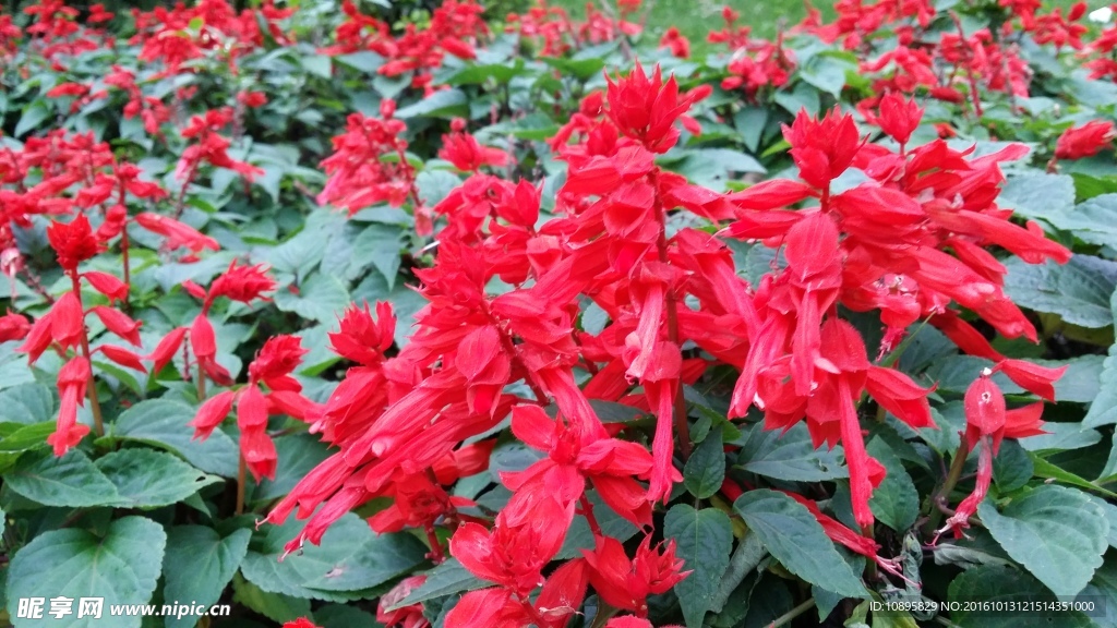 美丽花朵