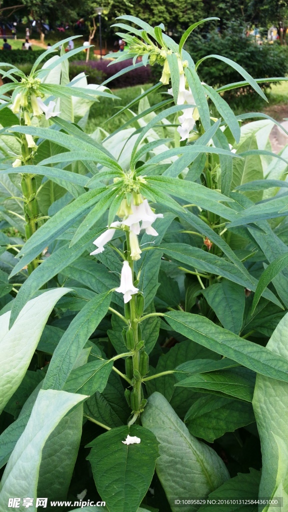 芝麻开花