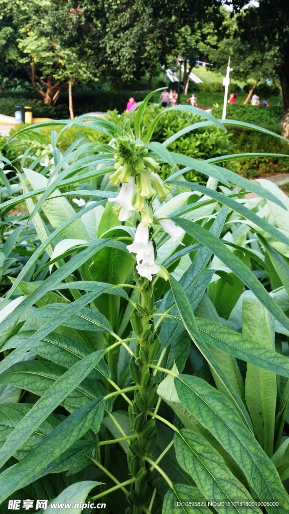 芝麻开花