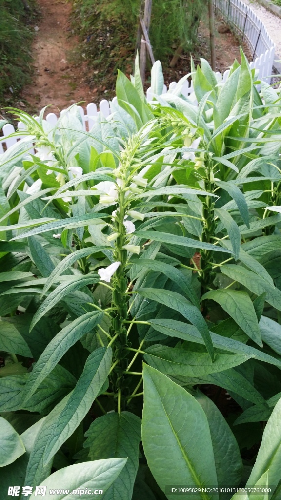 芝麻开花