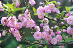 郁李花