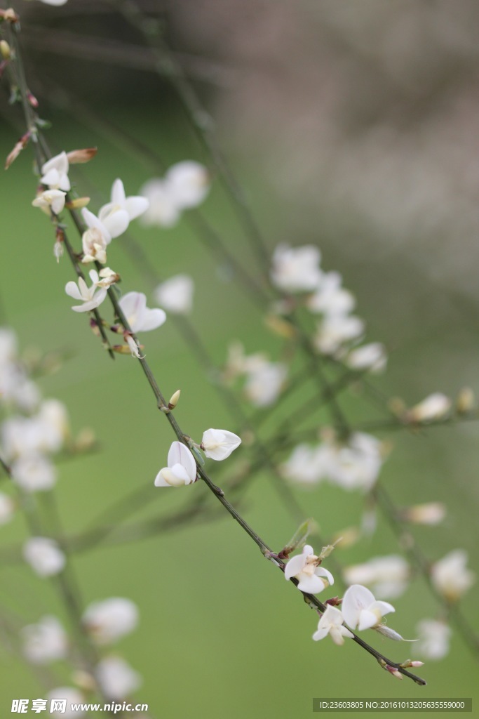 春花