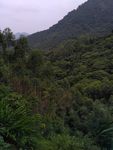 山川树林