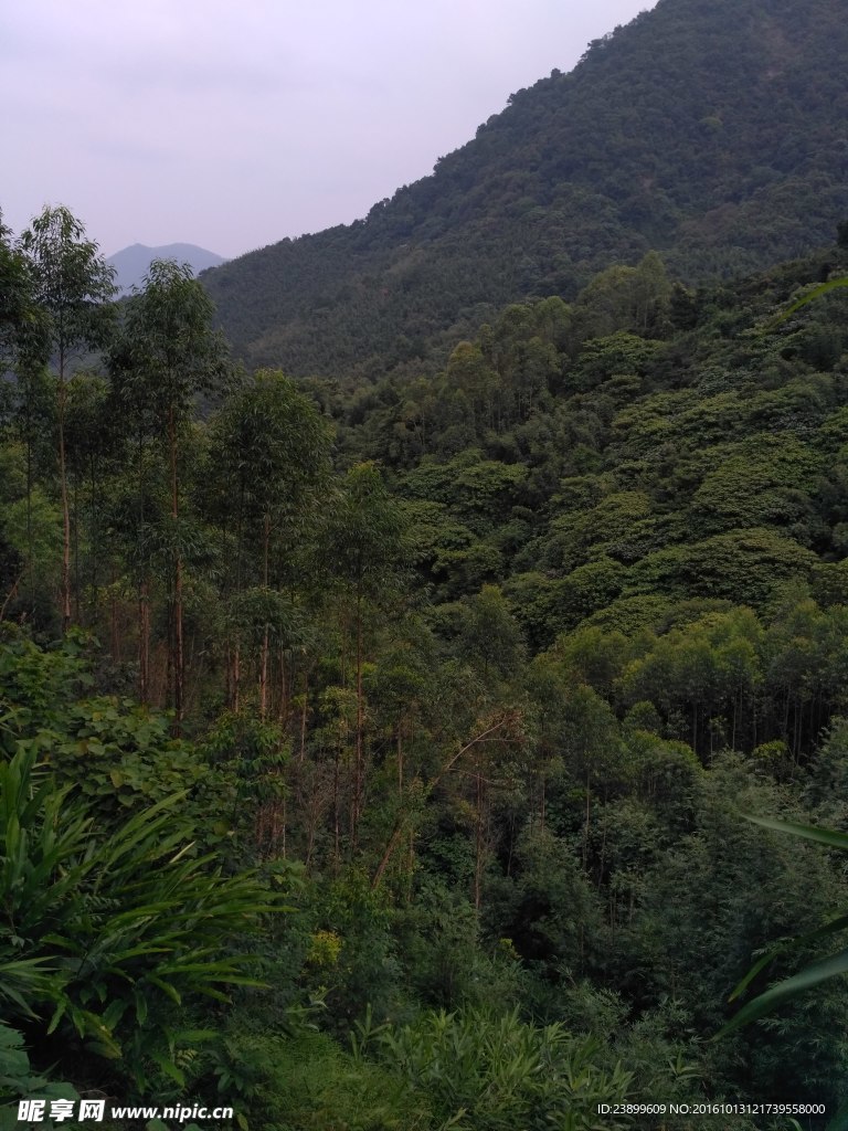 山川树林
