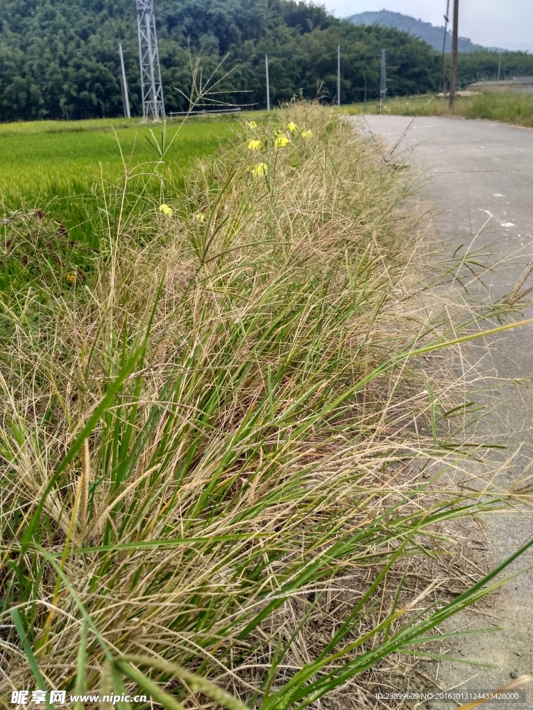 乡村小路