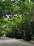 竹林小路