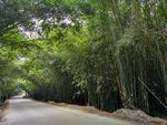 竹林小路