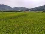 山川的田野