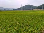 山川的田野