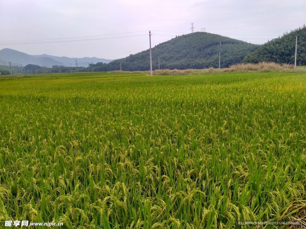 山川的田野