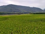 山川的田野