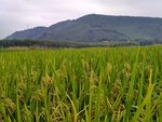 山川的田野