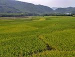 山川的田野