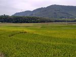 山川的田野