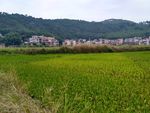山川的田野