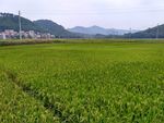 山川的田野
