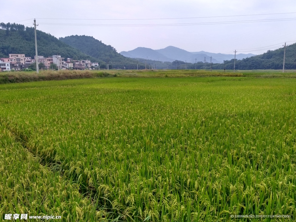 山川的田野
