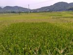 山川的田野