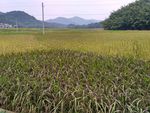 山川的田野