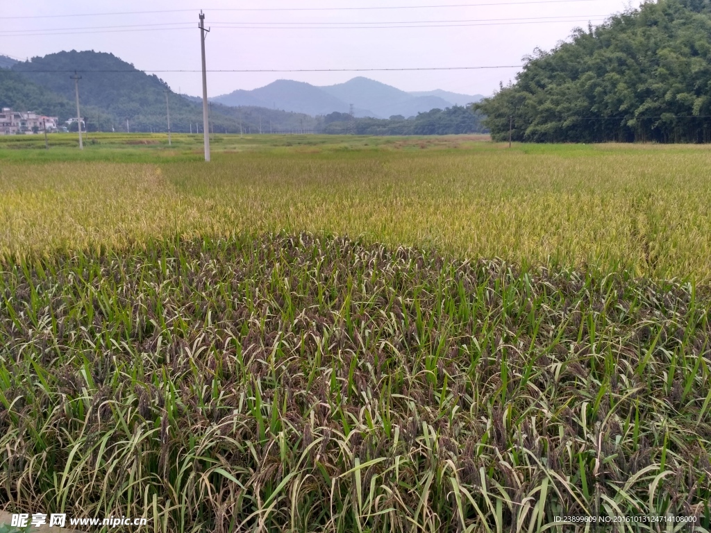 山川的田野