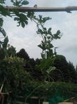 丝瓜藤