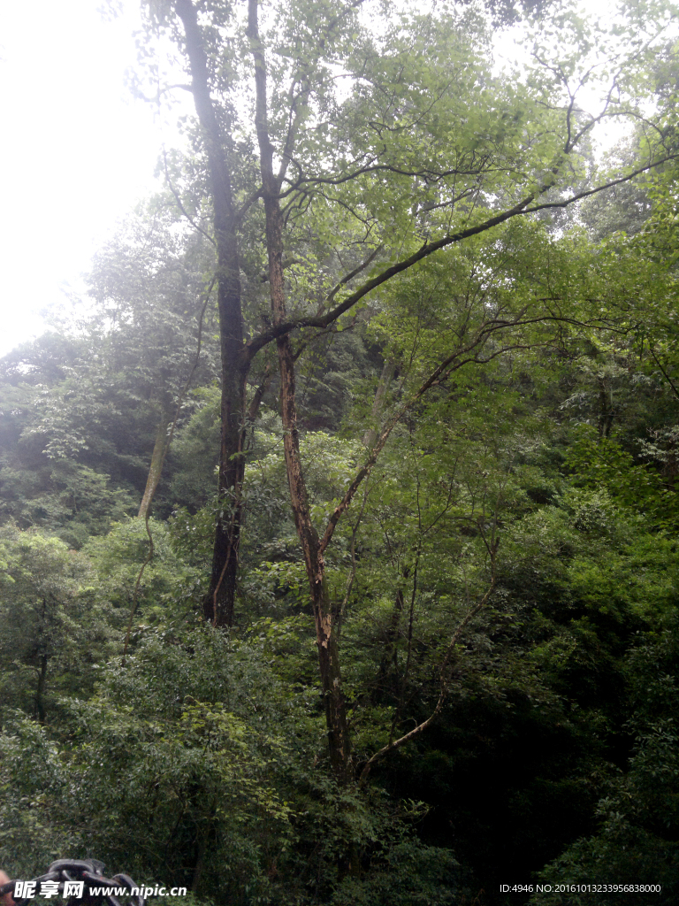 茶马古道爱情树