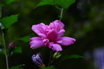 花草摄影