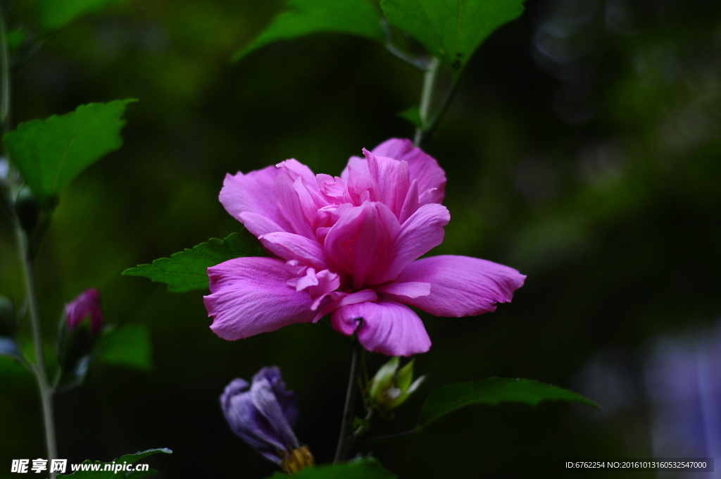花草摄影