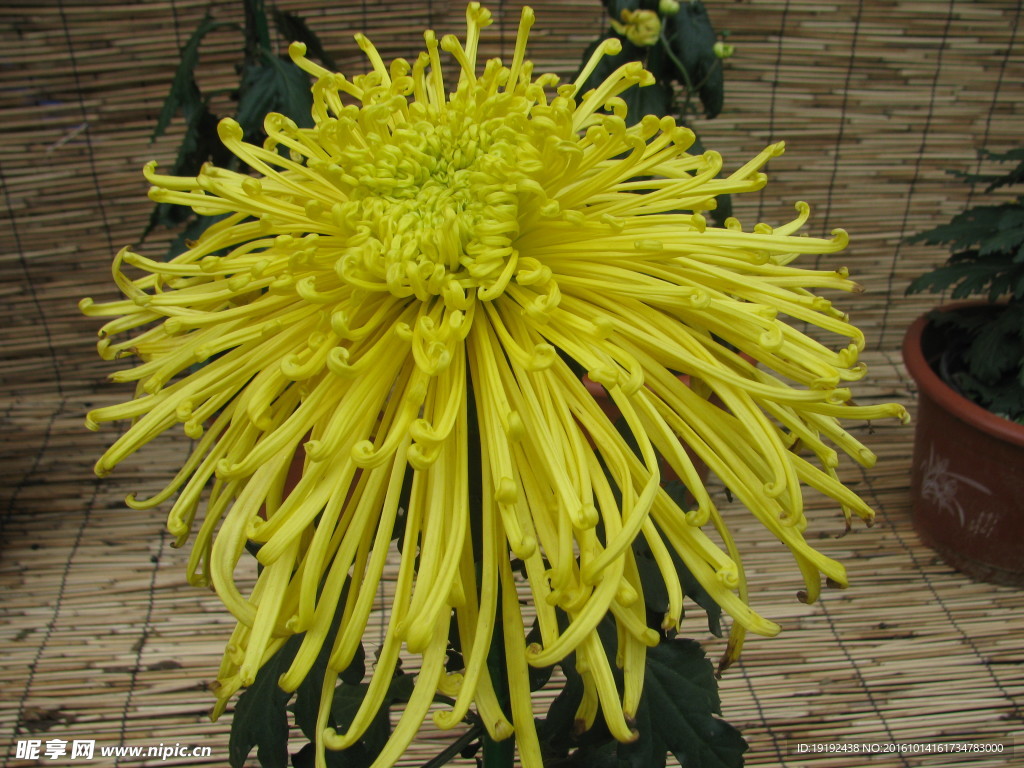 菊花