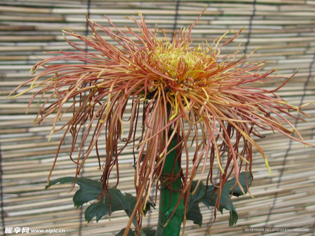 菊花