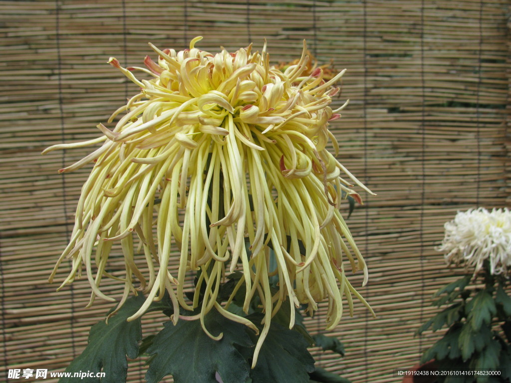 菊花