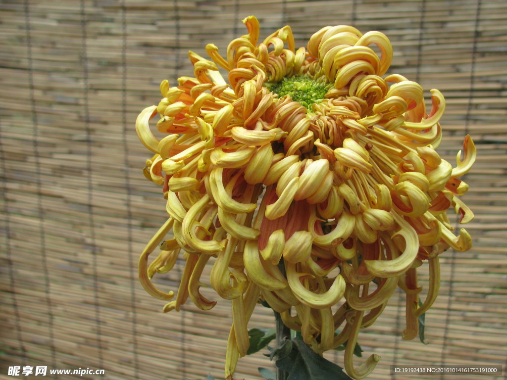菊花