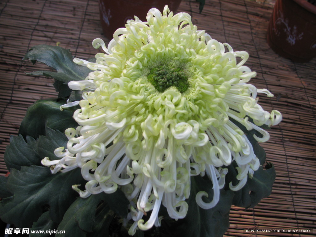 菊花