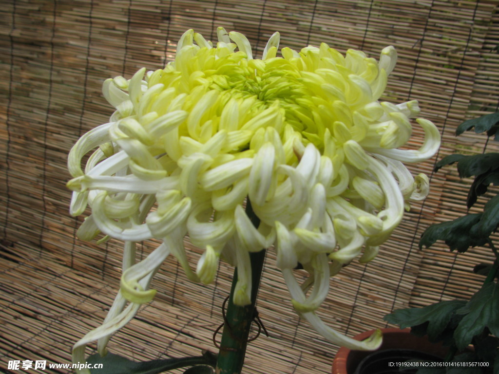 菊花
