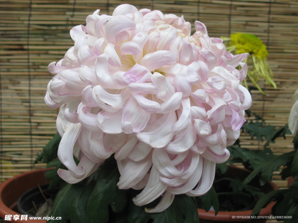 菊花