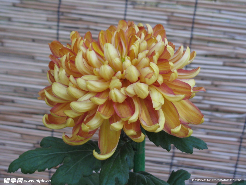 菊花