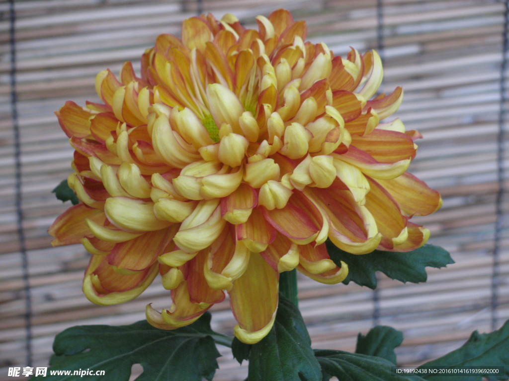菊花