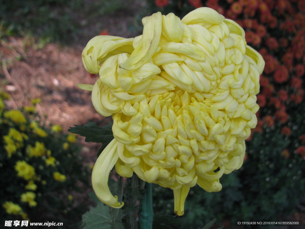菊花
