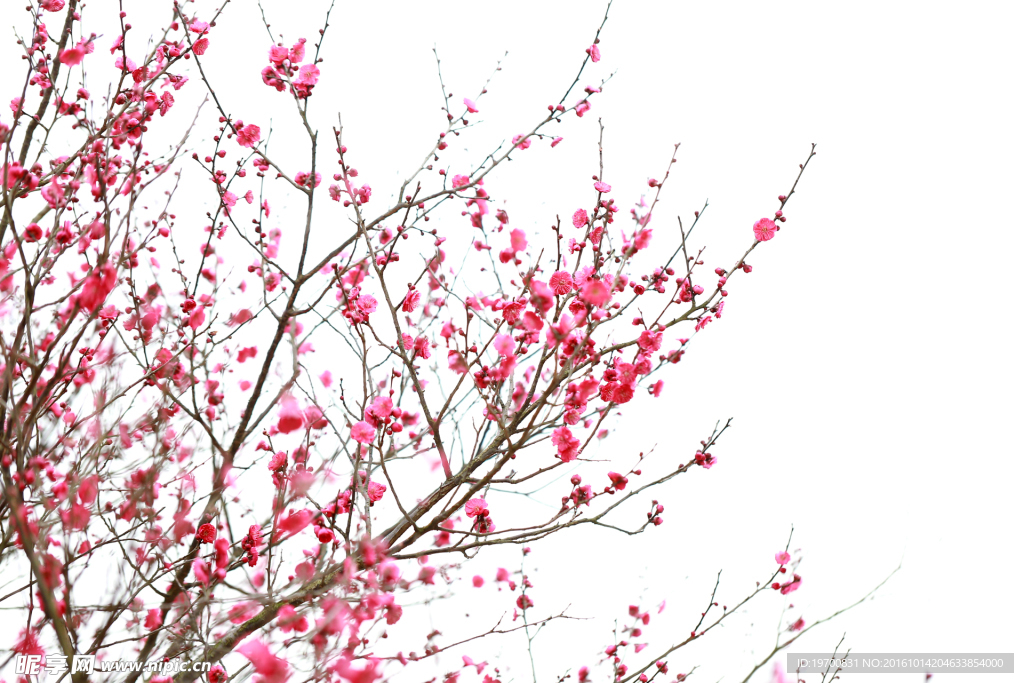 梅花