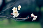梅花