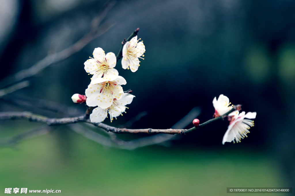 梅花