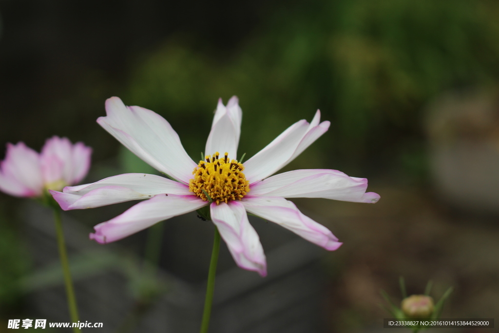 格桑花