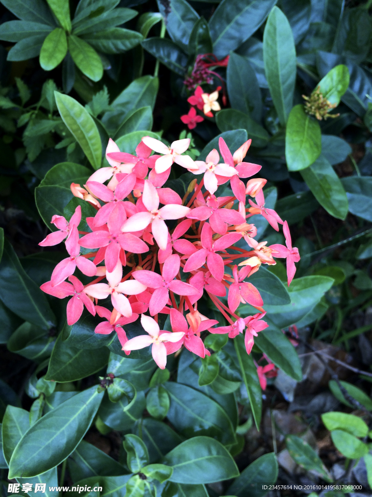 花