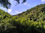 山峰树林