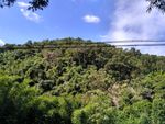山峰树林