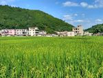 乡村田野