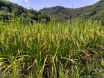 山川的田野