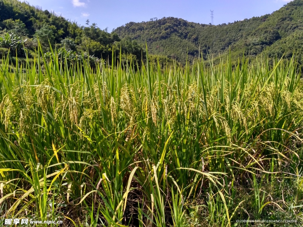 山川的田野